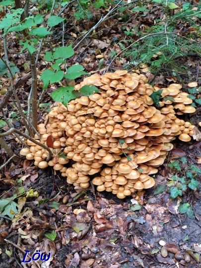 3.10.2024 - Pilznest